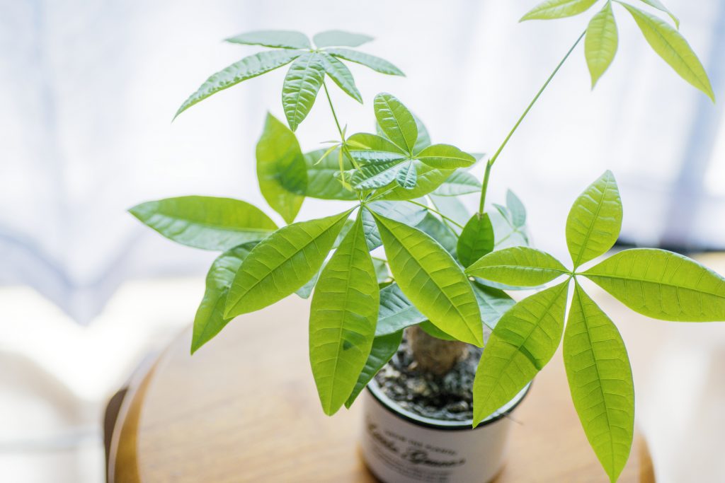 初心者向けでおすすめの観葉植物は 室内での育て方も解説